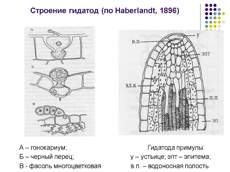 Строение гидатод (по Haberlandt, 1896) А – гонокариум;      
